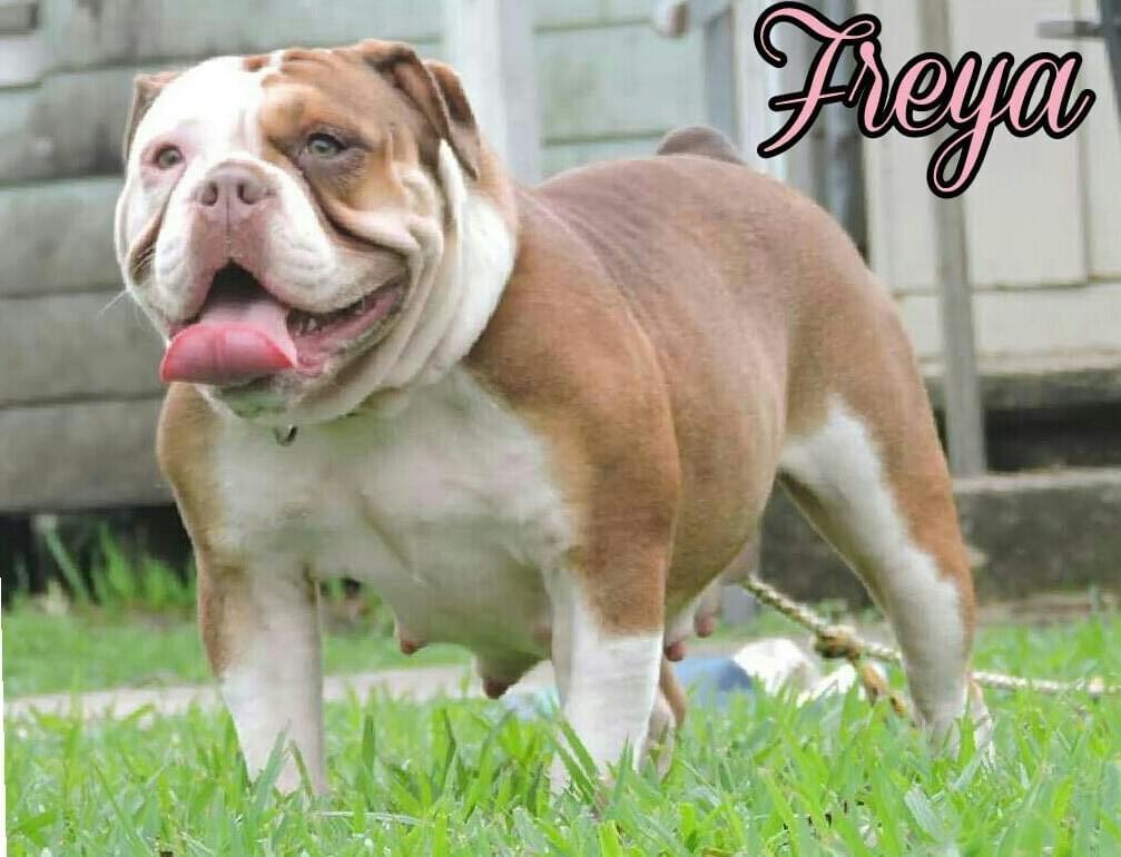 Beast Mode OEB's Freya | Olde English Bulldogge 