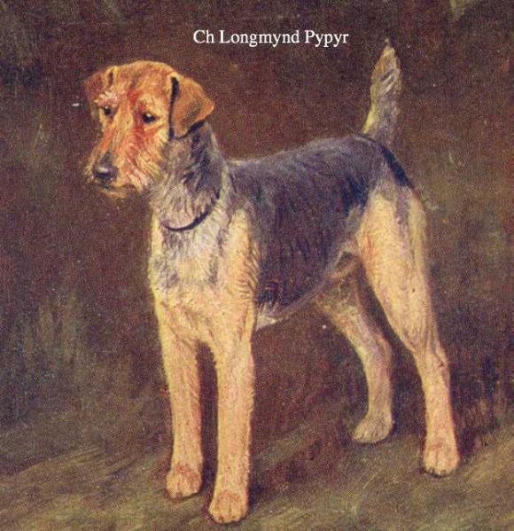 Longmynd Pypyr | Welsh Terrier 