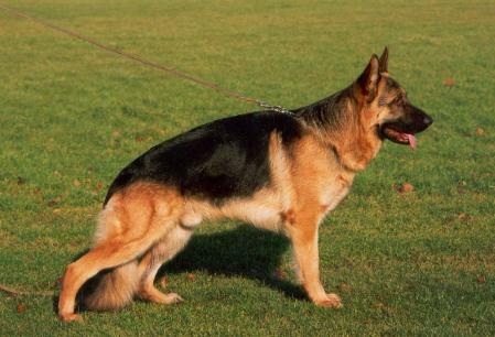 Athos Union | German Shepherd Dog 