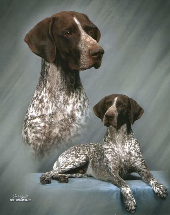 Edelmarke Second Coming | German Shorthaired Pointer 