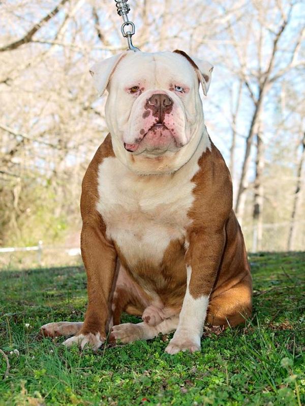 Drago dl's berber | Olde English Bulldogge 