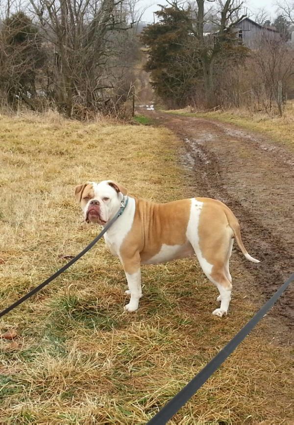 Battlefield Daisy Duke | American Bulldog 