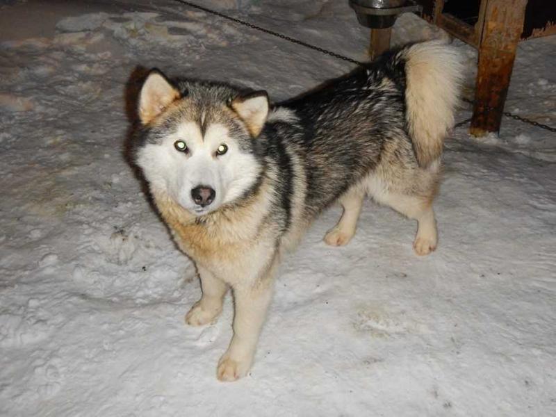 Tuttu | Alaskan Malamute 