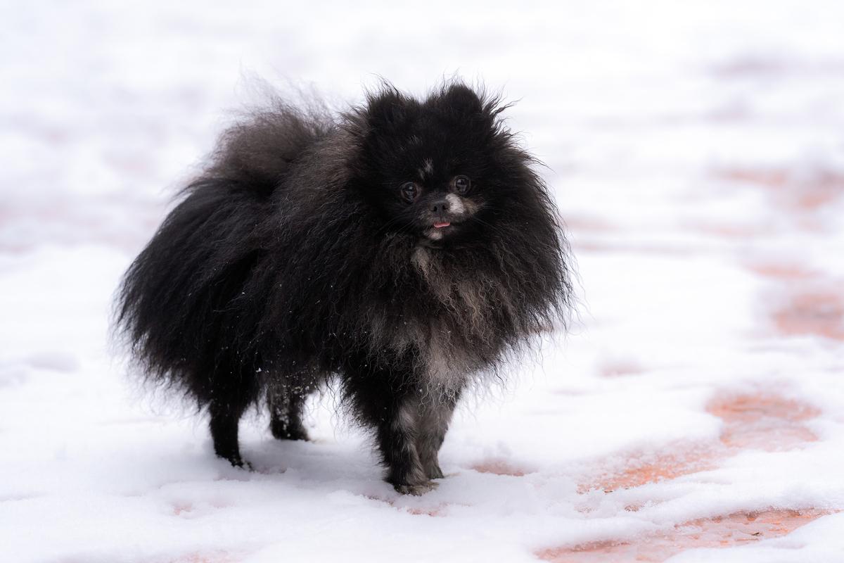 Arnold LUXURY COLLECTION | German Spitz 