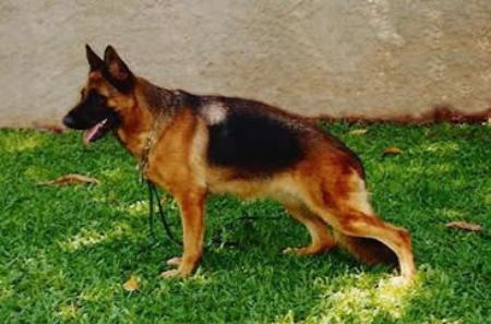 Inka von der Thujenhecke | German Shepherd Dog 