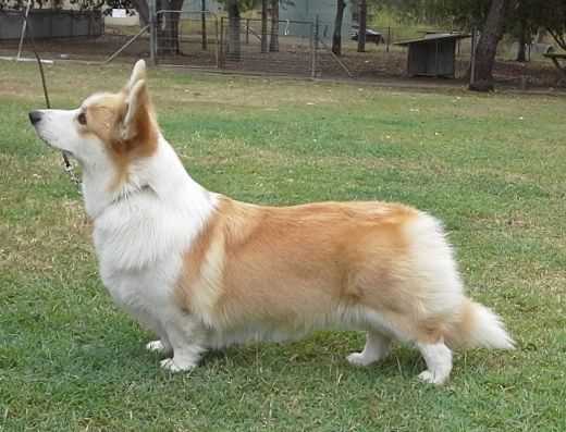 Sidwell To Find A Friend | Pembroke Welsh Corgi 