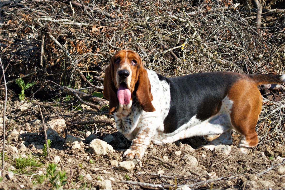 Cosmic Wonderwok da Colina de Santo André | Basset Hound 