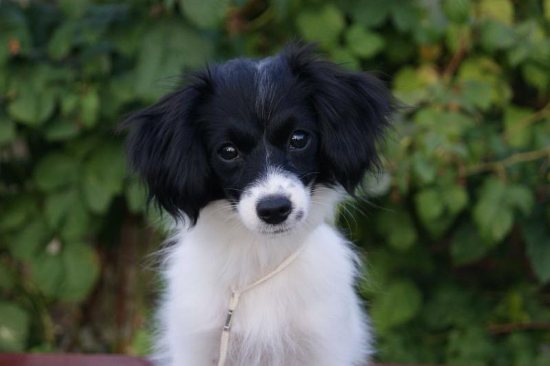 MIEN DROOM'S WALLY (Ph) | Papillon 