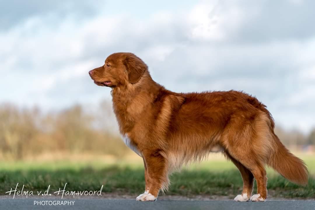 Forget the Rest from Cashel Vale | Nova Scotia Duck Tolling Retriever 