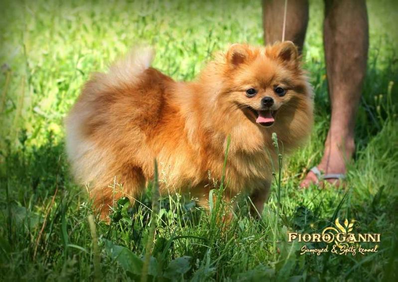 Lukavaya Zolotaya Bestiya | German Spitz 