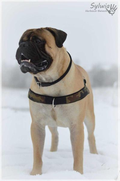 ROCKY Ugninis Opalas | Bullmastiff 