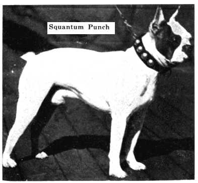 Squantum Punch | Boston Terrier 