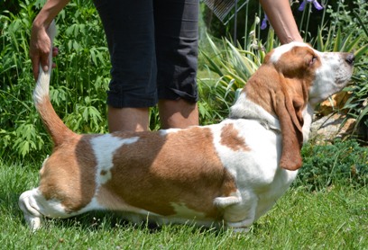 Horvári Murphy | Basset Hound 