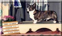 Zircon's Bobby Socks | Cardigan Welsh Corgi 