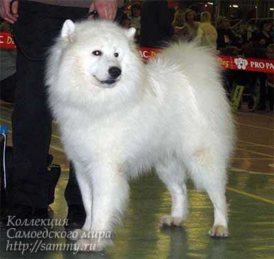 Beloe Chudo Hunto Kristoval | Samoyed 