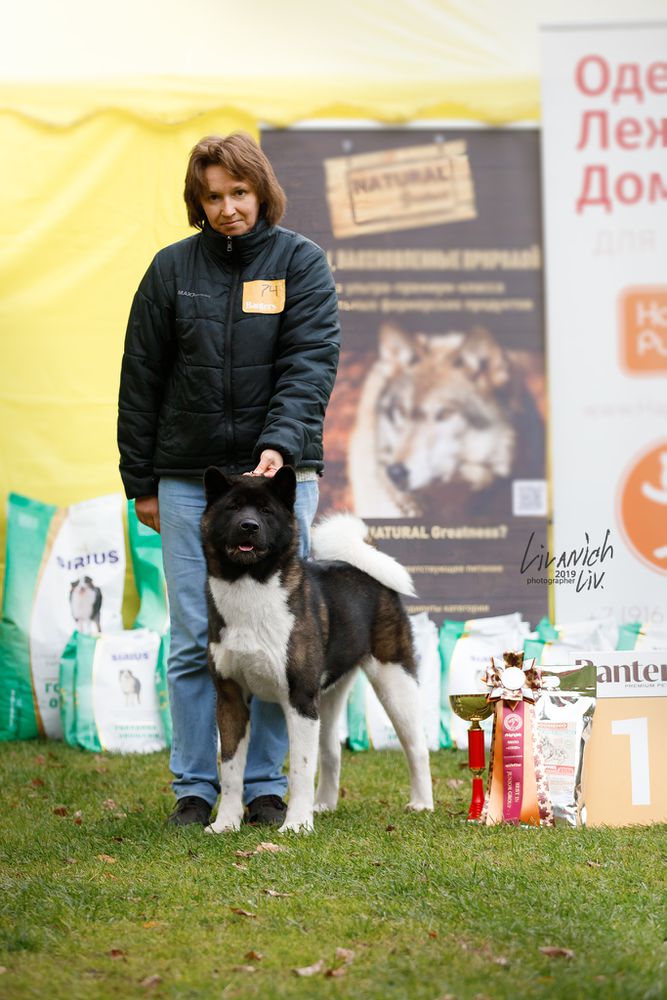 ?ona Bollars Win Chelsea Always | Akita 