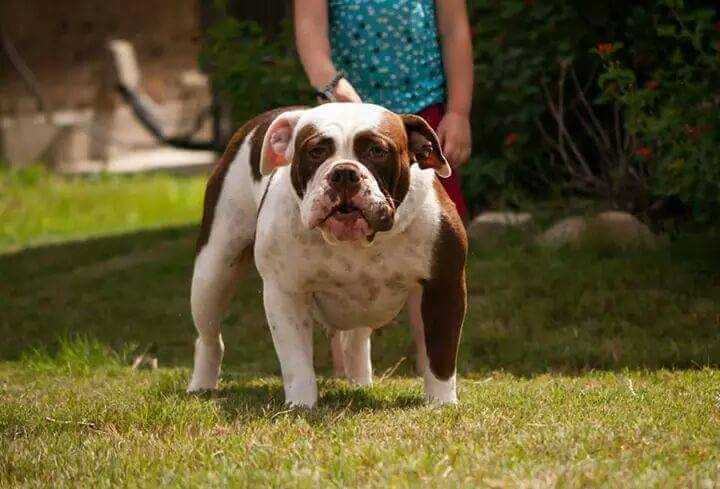 Smith Bulldogges Kahlua of CUT | Olde English Bulldogge 