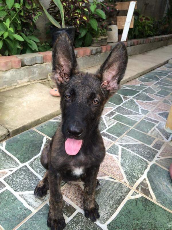 Rambo Von Core | Dutch Shepherd 