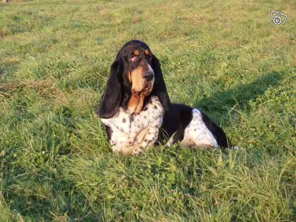 antoinette des soucres sacrees | Basset Hound 