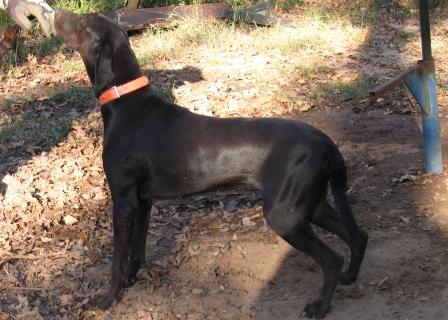 McGuire's Shiney | Catahoula Leopard Dog 