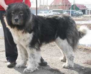 Anika Iz Stolitsy Sibiri | Caucasian Mountain Dog 