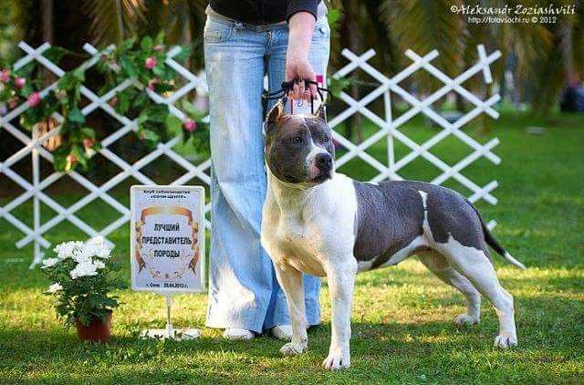 Yujianna | American Staffordshire Terrier 