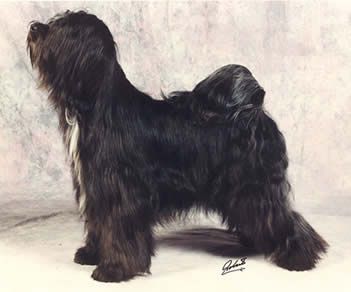 SILVERIDGE MCCLOUD HERMIT | Tibetan Terrier 