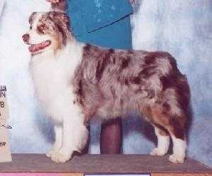 Heavensent Firestorm | Australian Shepherd 