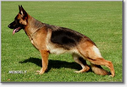 Mara vom Langenbungert | German Shepherd Dog 