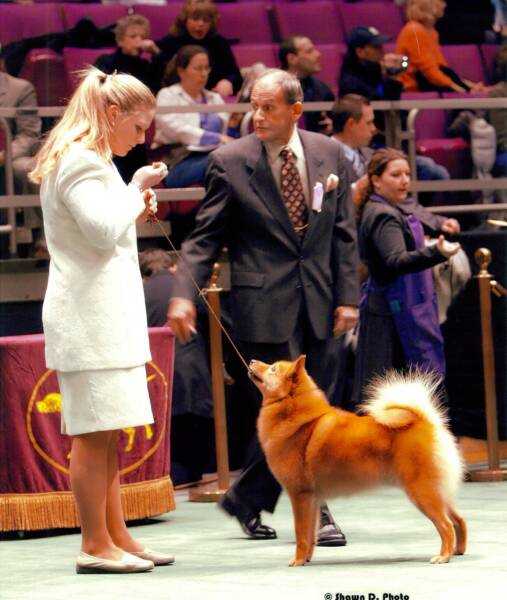 Pikkinokka Badgr Sir Barksalot | Finnish Spitz 