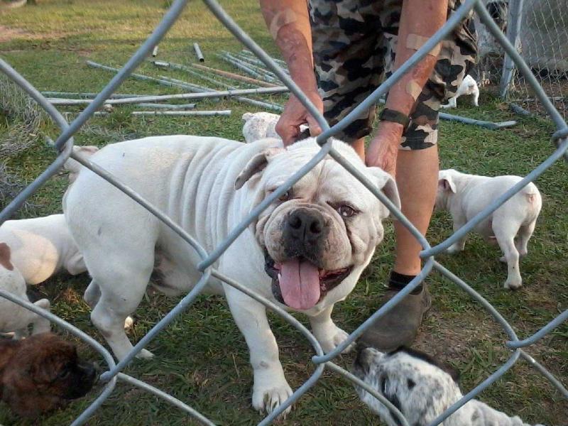 Cayuse Cole | Olde English Bulldogge 