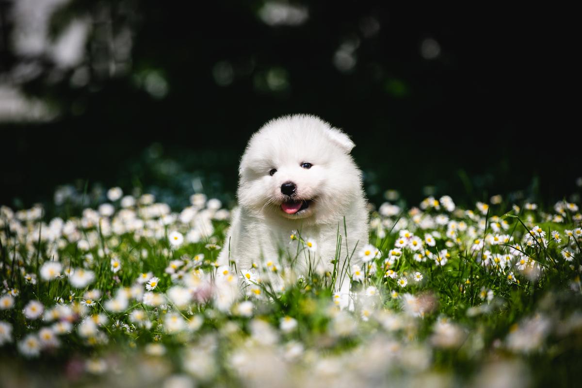 PENKTAS ELEMENTAS BLOOMING SUN DROP | Samoyed 