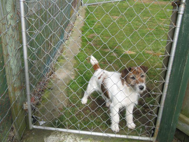 Tiroan Armstrong | Jack Russell Terrier 