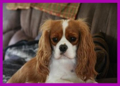 Lorna's Julie the Love Bug | Cavalier King Charles Spaniel 