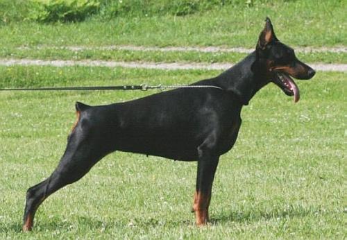 Livonija Baronesa Kingly Kassandra | Black Doberman Pinscher