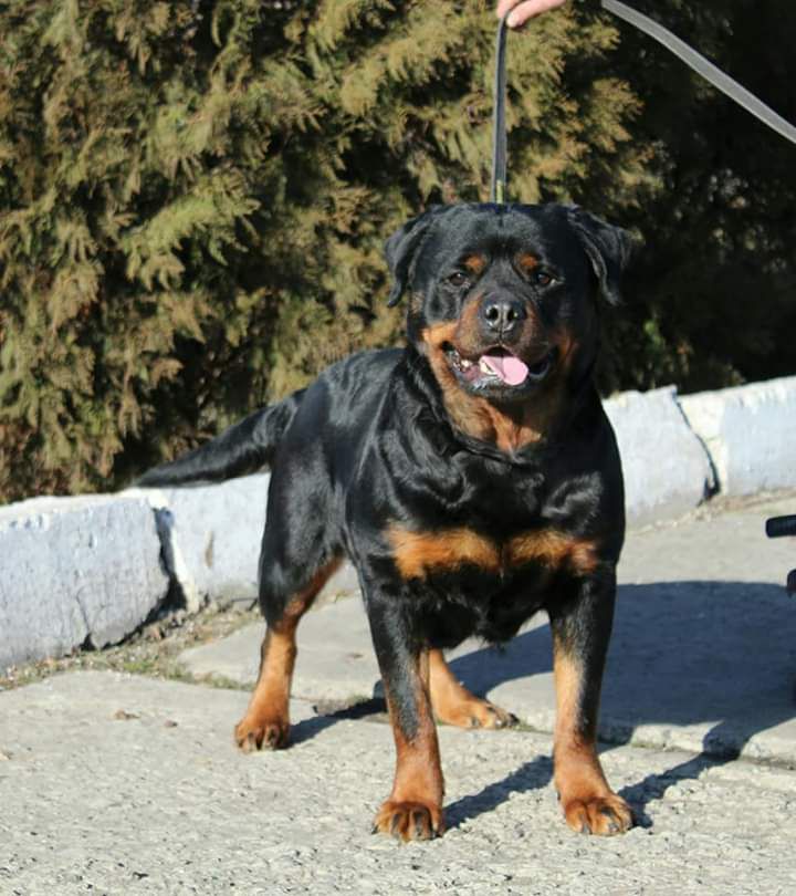 Halva Teren | Rottweiler 