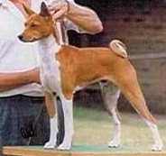 Baagna Regal Rascal | Basenji 