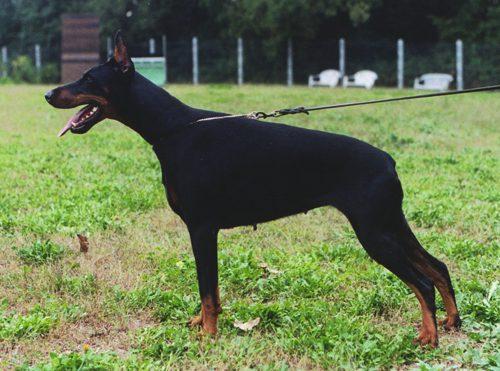 Hedelweiss (LO0245926) | Black Doberman Pinscher