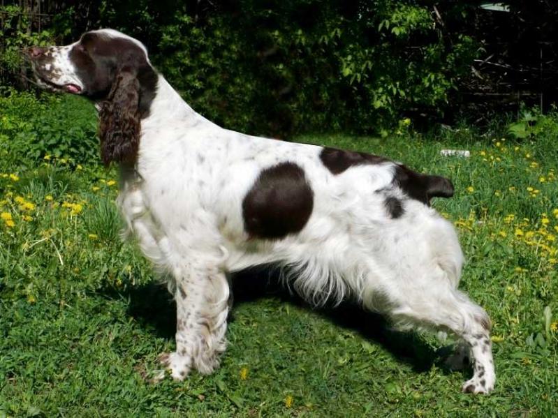 Spring Cheiz Uma Turman | English Springer Spaniel 