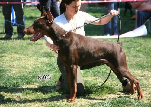 Akwa v. Karpatia | Brown Doberman Pinscher