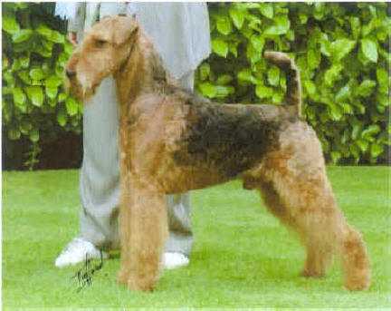 Stargus Devil in Disgulse | Airedale Terrier 