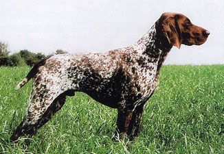 Jogurt ks vom hege-Haus | German Shorthaired Pointer 