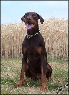 Drago v. DrachenWald | Brown Doberman Pinscher