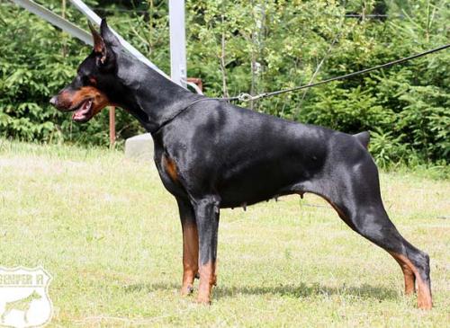 Semper Fidelis Albany | Black Doberman Pinscher