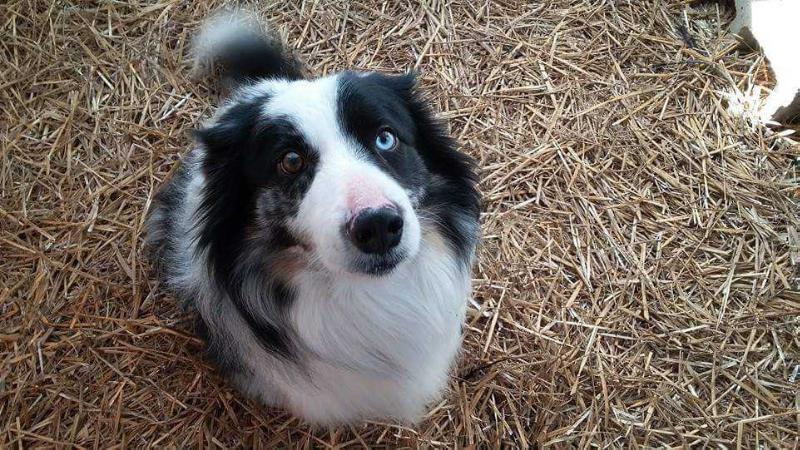 HCF Sam ABC 384201 | Border Collie 