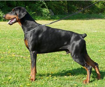 Diego v. Strengbach | Black Doberman Pinscher