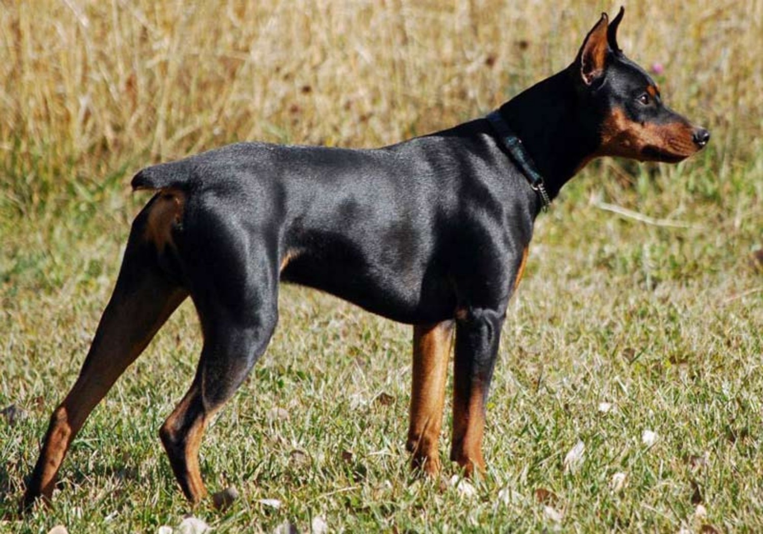 German Shepherd