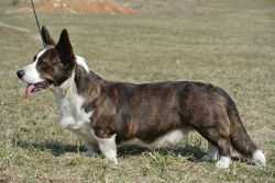 URODZINOWY UPOMINEK CONTROVERSIA | Cardigan Welsh Corgi 