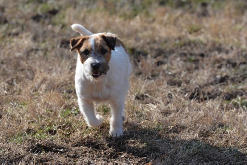 Foxfield Power of Music and Song | Jack Russell Terrier 