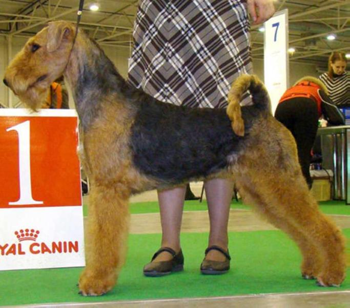 EST ETIAM OCULUS VITAE | Airedale Terrier 